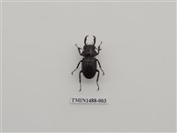 藏品(鹿角鍬形蟲)的圖片